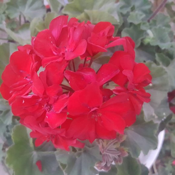 Meet your Posher, Deena - Picture 1 of 1